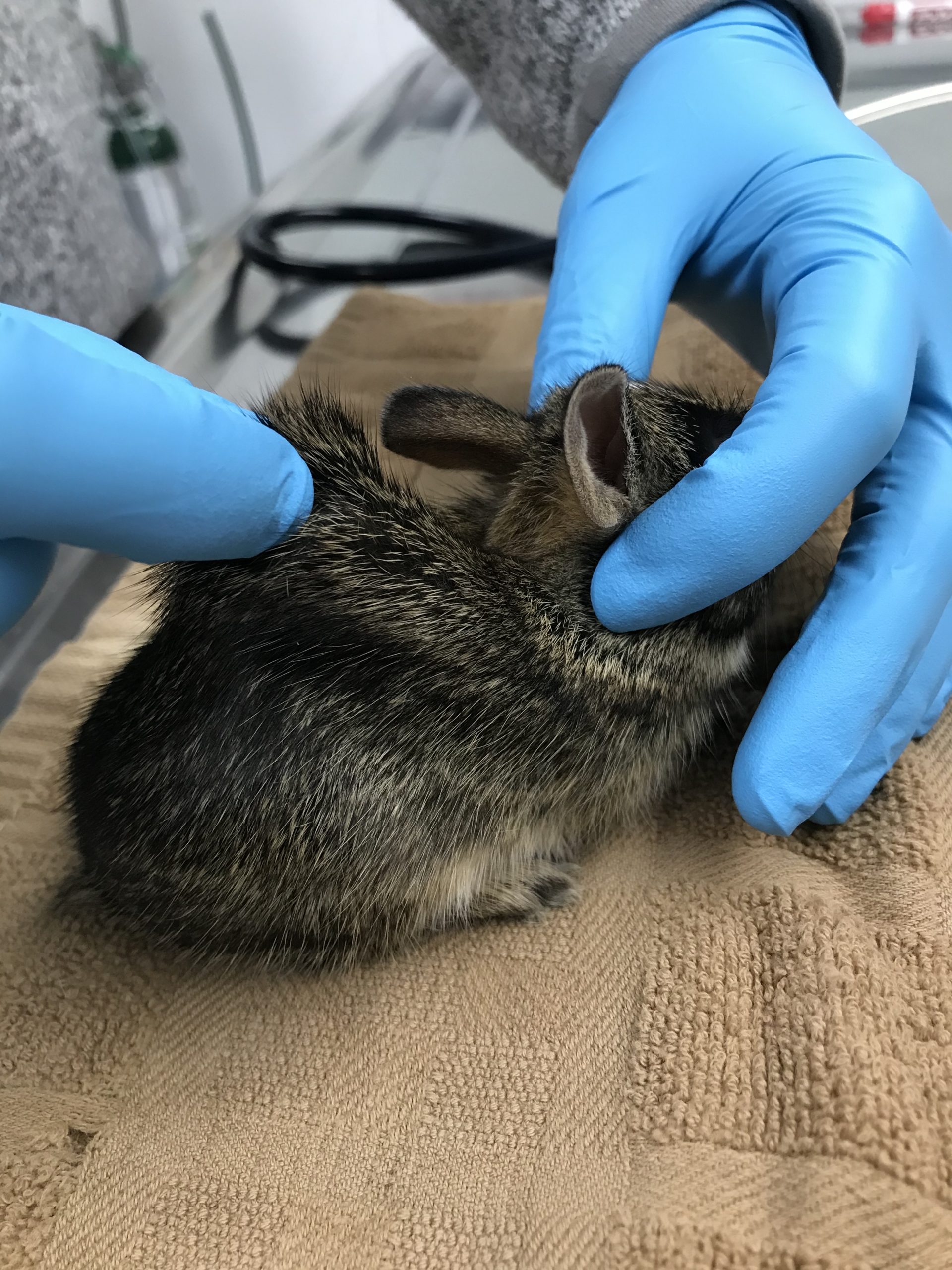 Dehydration in our Wildlife Patients - Veterinary Medicine at Illinois