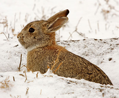 Winter Preparations Can Help Wildlife - Veterinary Medicine at Illinois