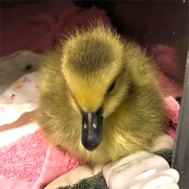 adorable gosling 