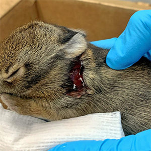 [injured bunny]