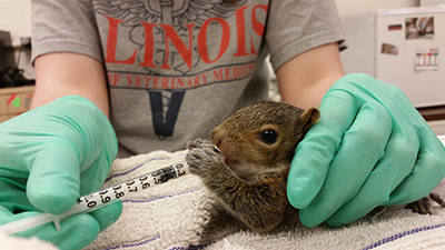 [feeding an orphaned squirrel]