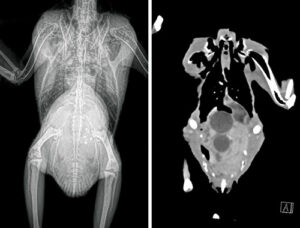 An African grey parrot with egg coelomitis, radiograph and CT side by side. 