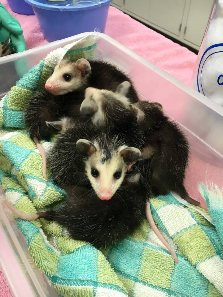 [baby opossums]