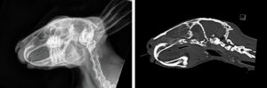 A rabbit with a retrobulbar abscess secondary to severe dental disease, radiograph and CT side by side. 