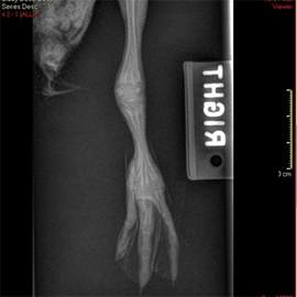 radiograph of gosling