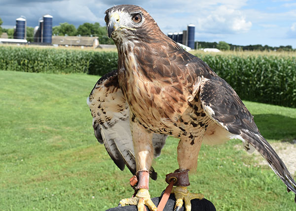 [Ruby the Red-tailed Hawk poses outside]