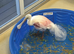 roseate spoonbill