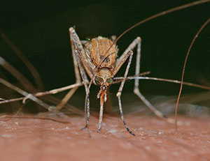 [mosquito]