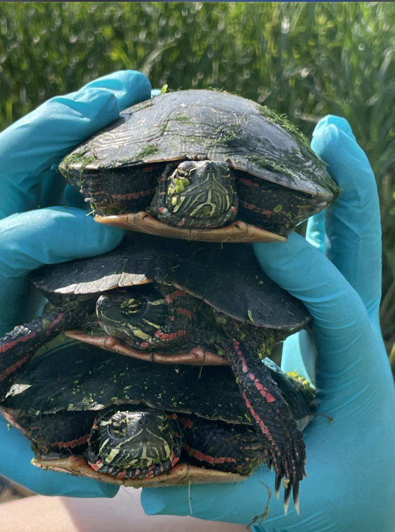 Let’s Paint a Story All About Painted Turtles Veterinary Medicine at
