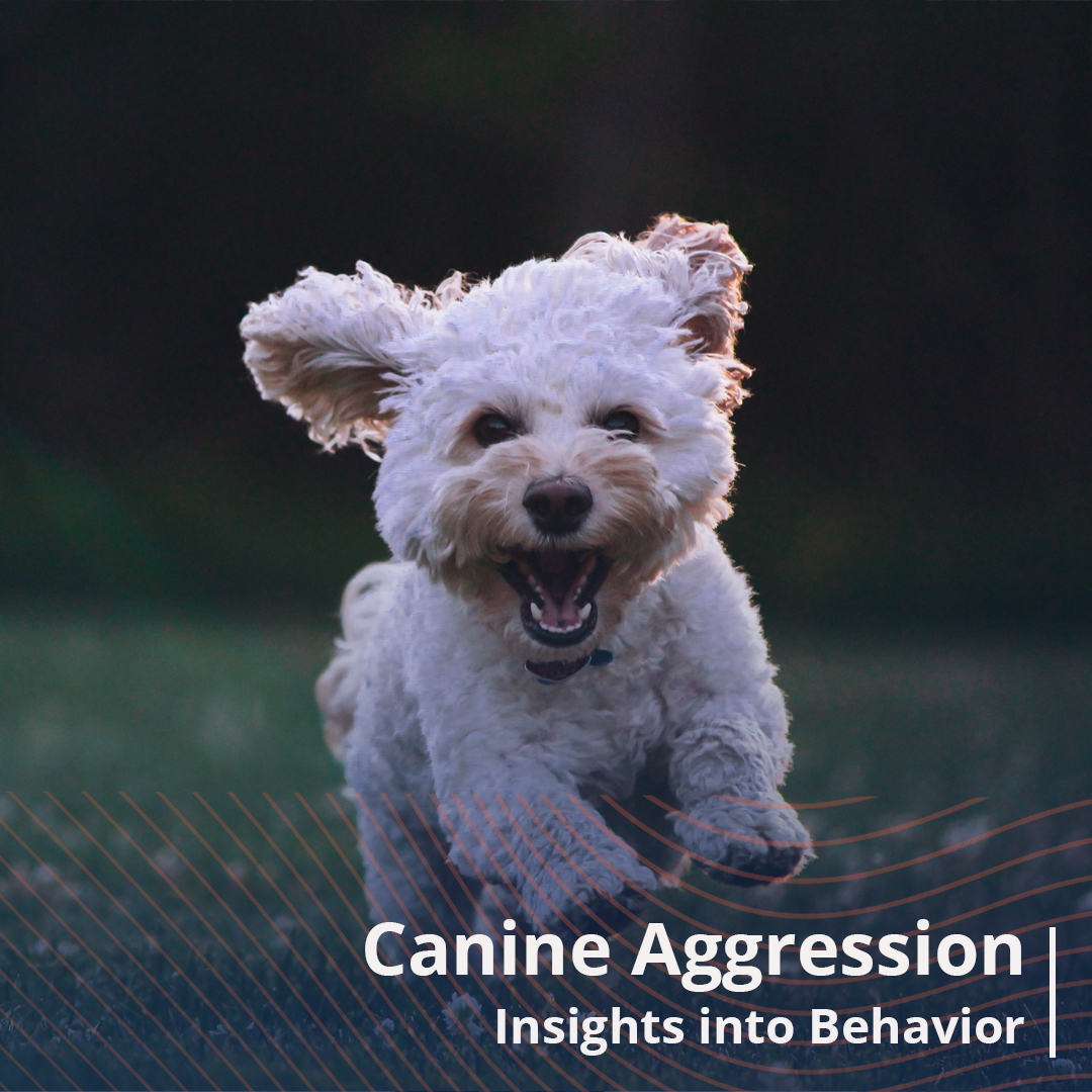Dog with Aggression