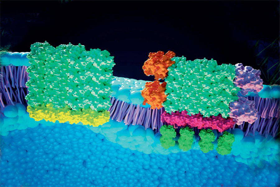 [illustration depicting cell membranes that are reactive to light]