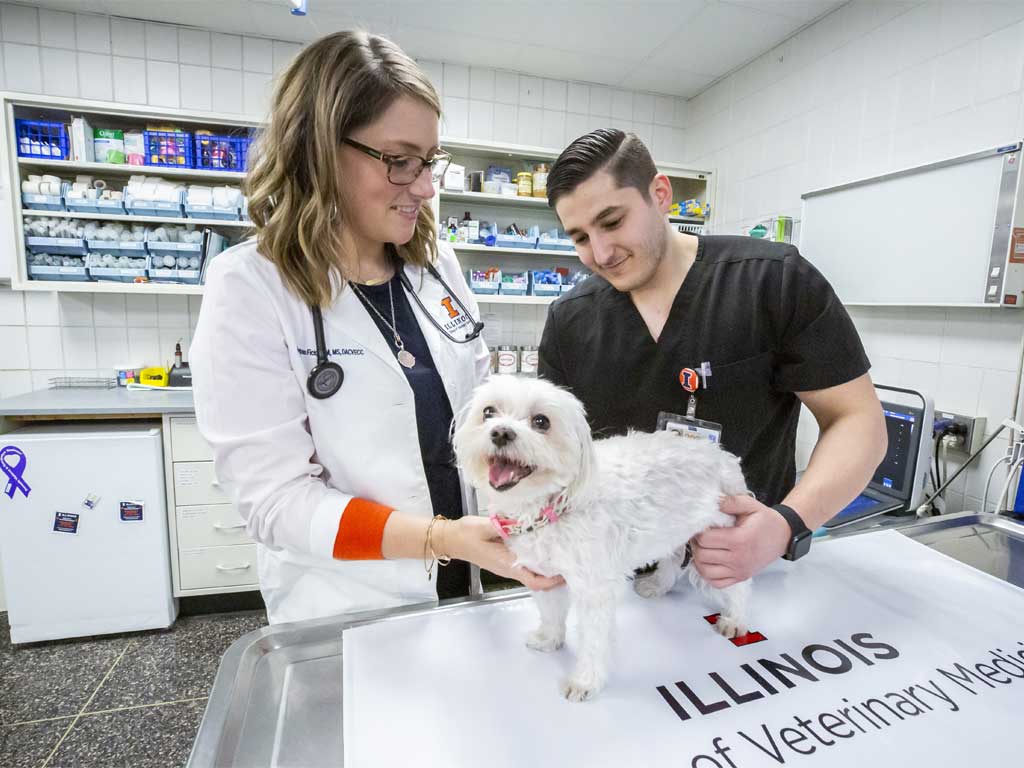 Emergency & Critical Care Specialist - Veterinary Medicine at Illinois