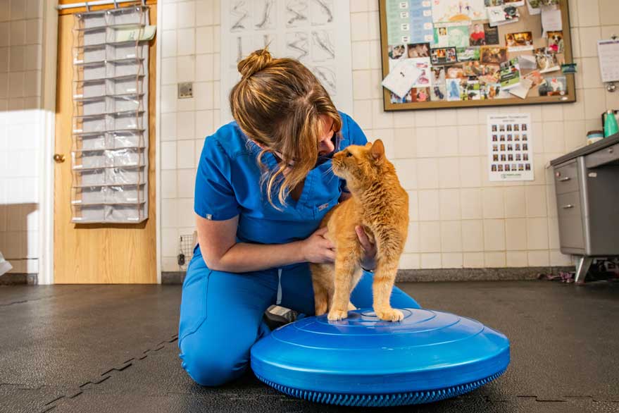 veterinary technician adjusting an orange cat on a balance saucer during rehab appointment