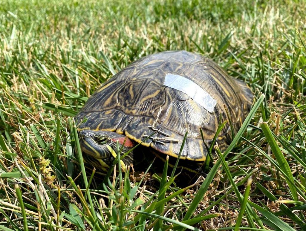 The Tricky Turtle - Veterinary Medicine at Illinois