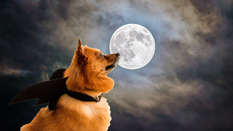 [dog in vampire cape before full moon]