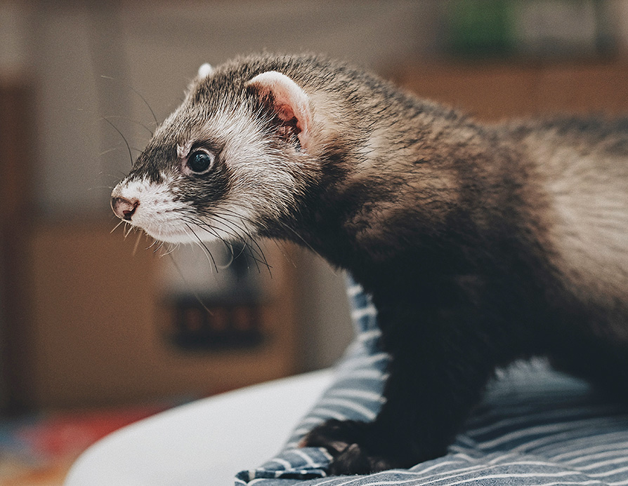 [stock photo of a pet ferret]