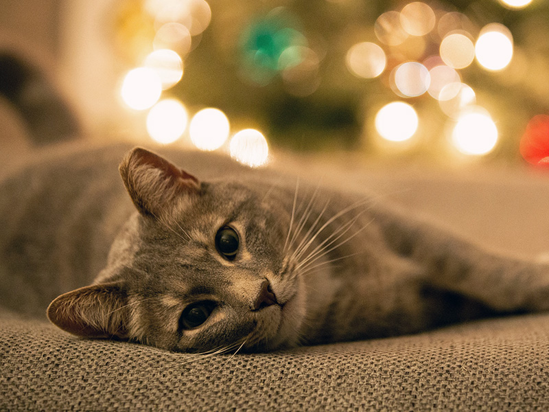 [tabby lying in front of holiday lights]