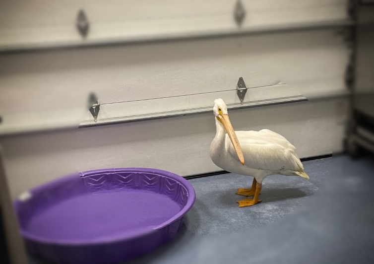 Pelican next to a kids swimming pool