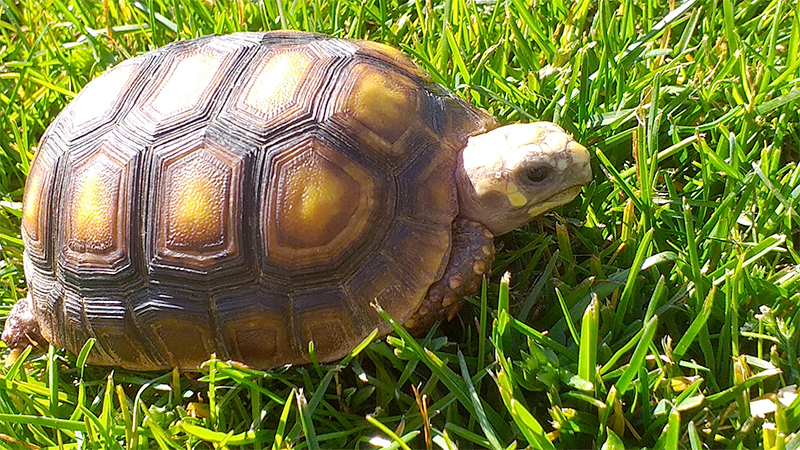 [red-footed tortoise]