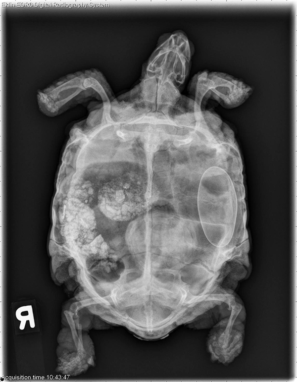 The Tortoise and Its Care - Veterinary Medicine at Illinois