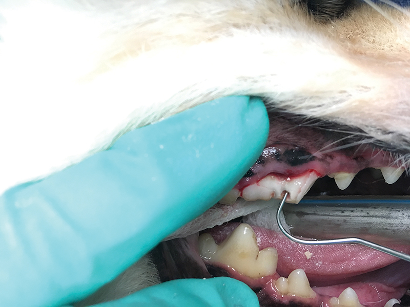 how much is a root canal for a dog