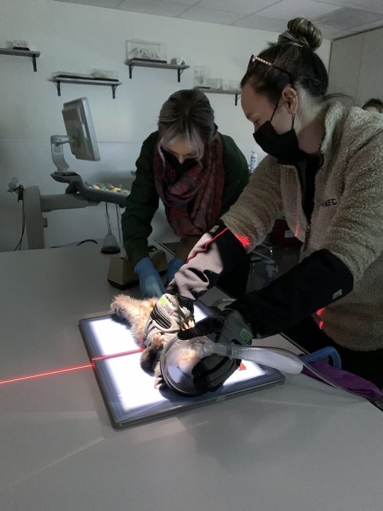 Students Scan a Raccoon