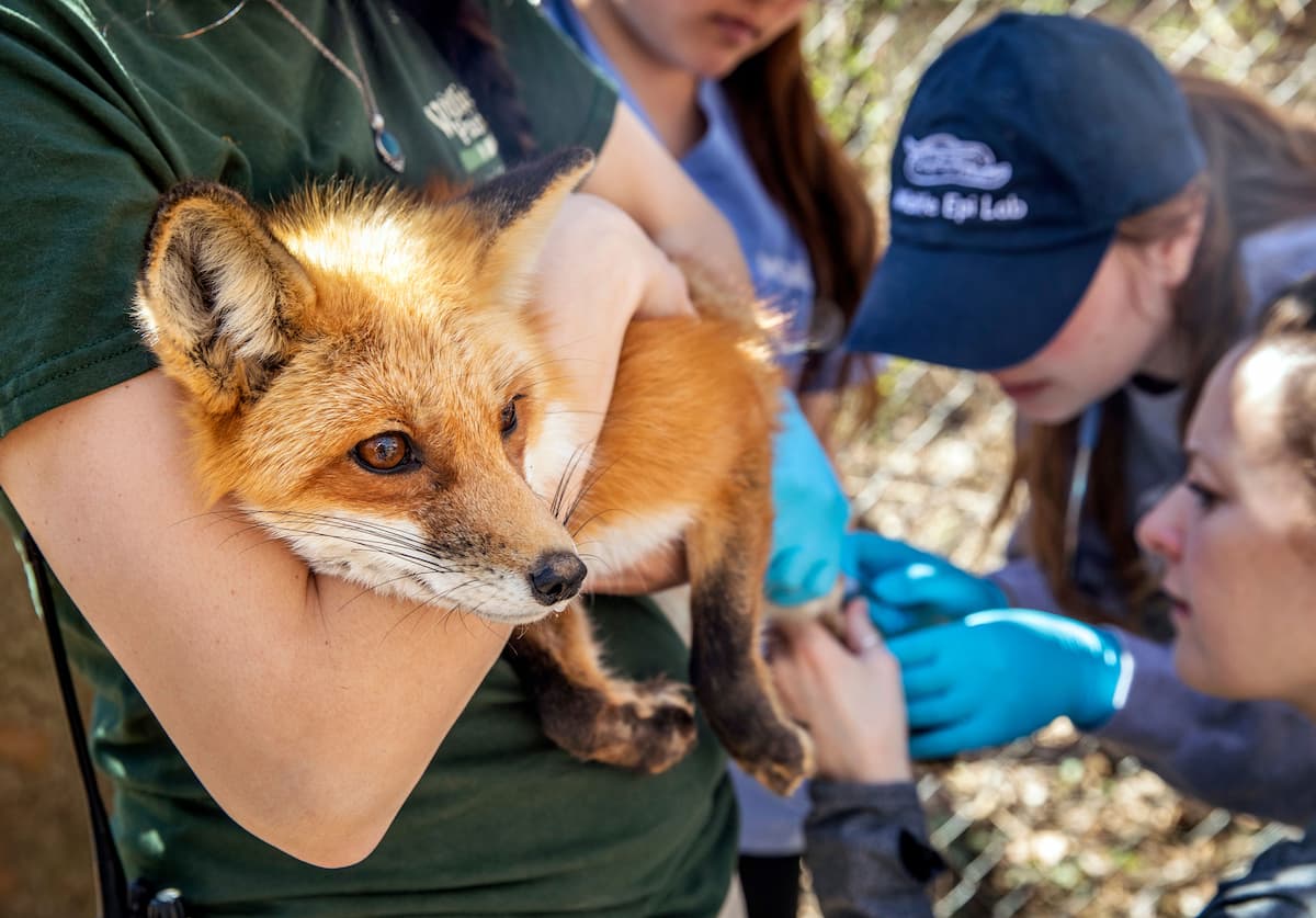 fox getting medical exam