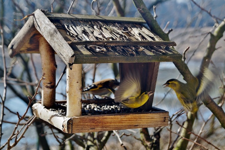 bird feeder in spring 