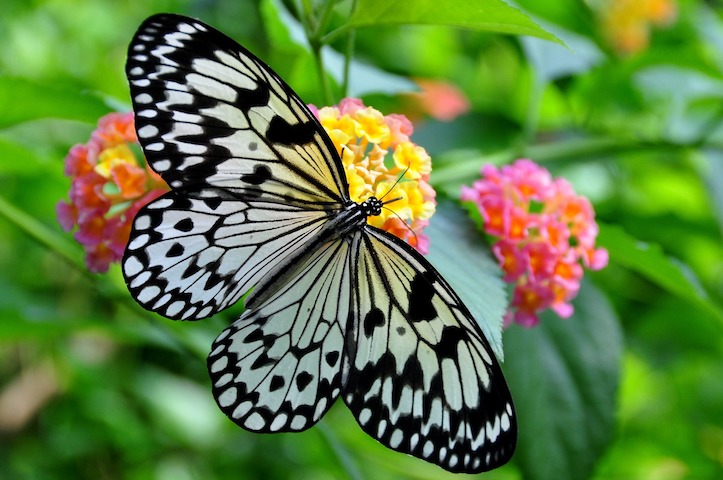 butterfly in spring in Illinois