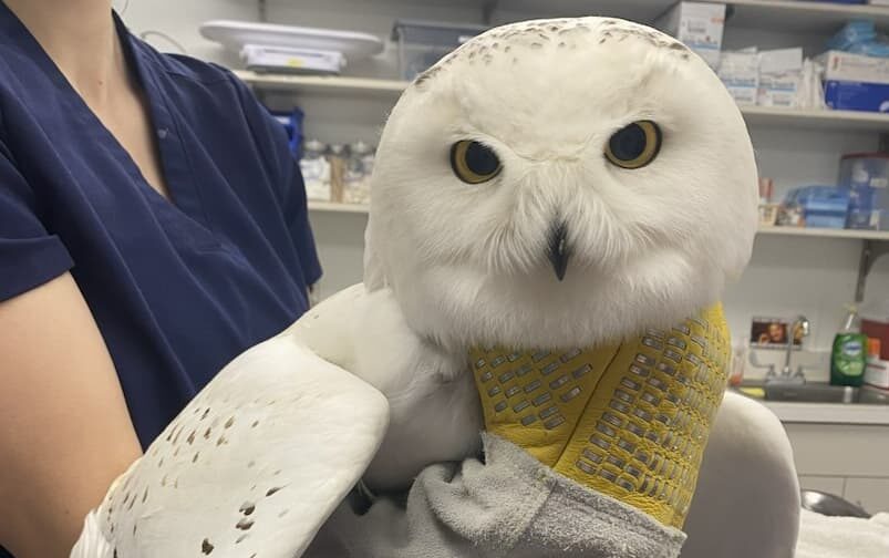 Snowy Owl held by wildlife clinic volunteer