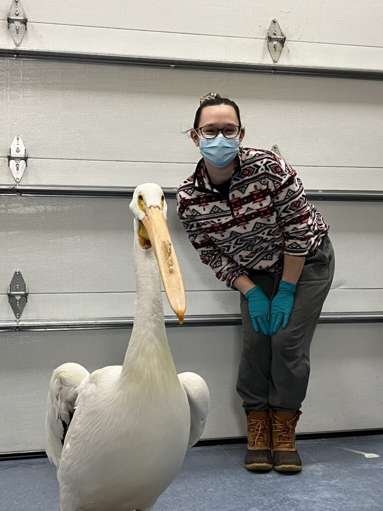 Student volunteer with pelican at WMC 