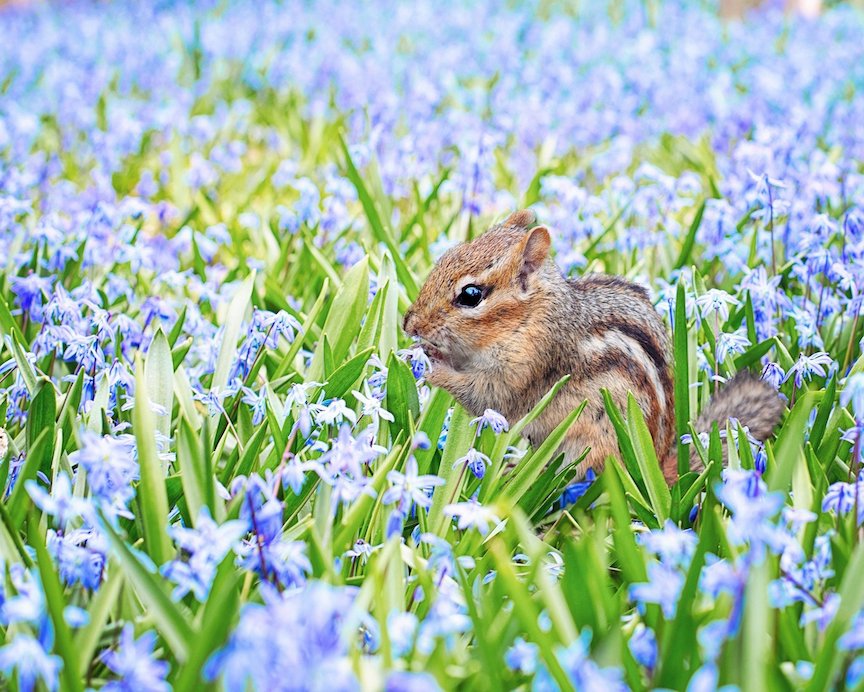 Chipmunk in flowers 