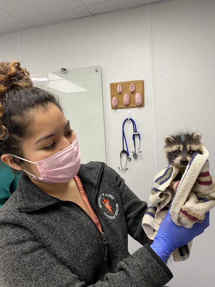 Student manager, Cynthia restraining orphaned raccoon 