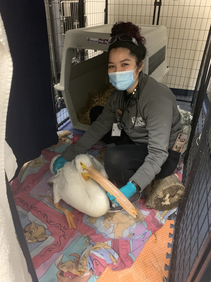 Student manager providing medical care to a patient at Wildlife Medical Clinic