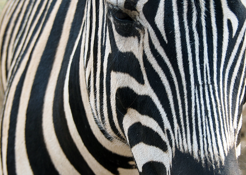 tight crop of zebra photo