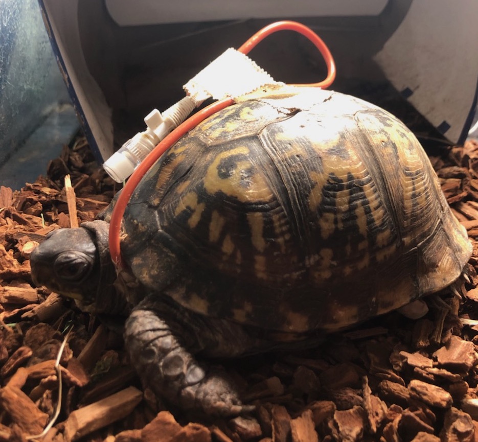 Eastern Box Turtle with feeding tube in enclosure