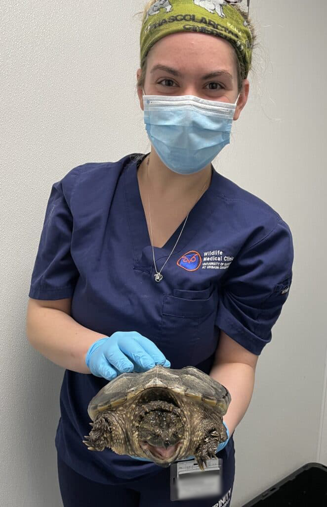 student volunteer holding a snapping turtle with proper restraint