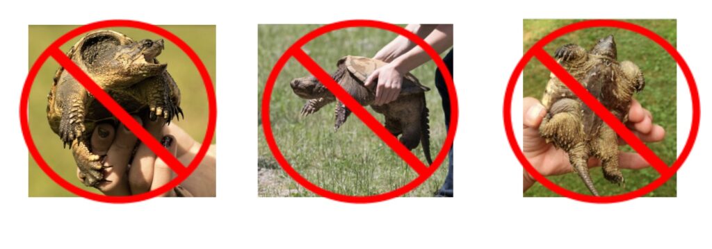 incorrect ways to handle snapping turtles 