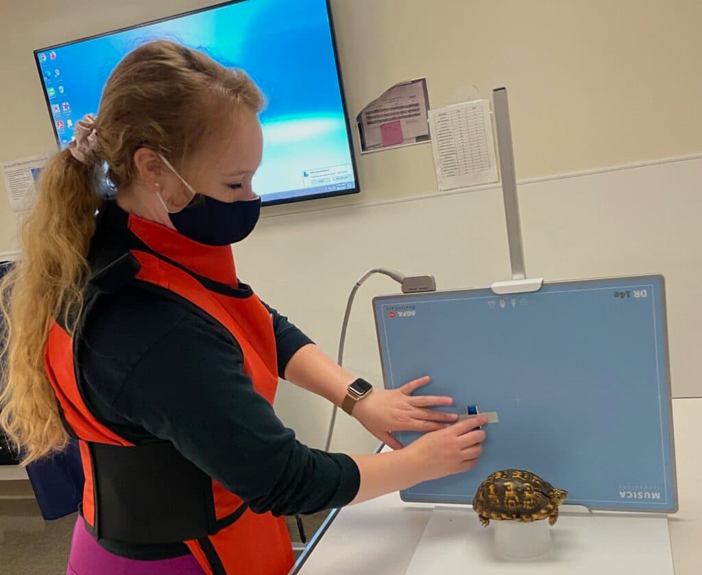 Student radiographing a turtle