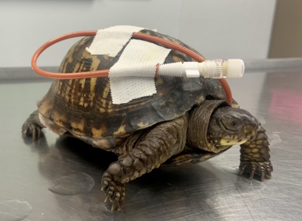 an eastern box turtle with feeding tube