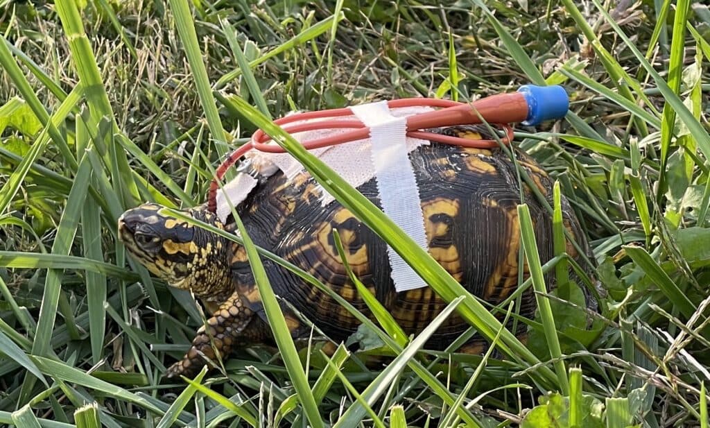 turtle tests outside
