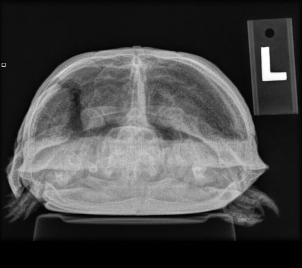 x ray of turtle shell