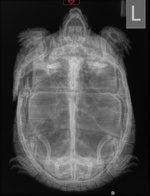 Top xray of turtle