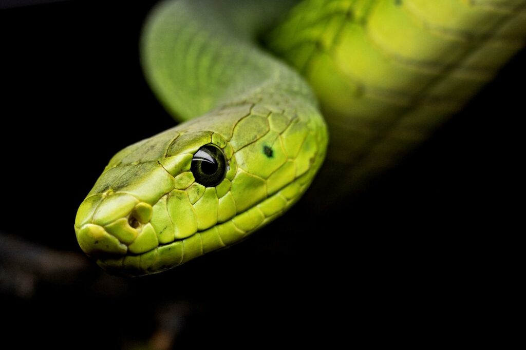 How Snakes Can Fly