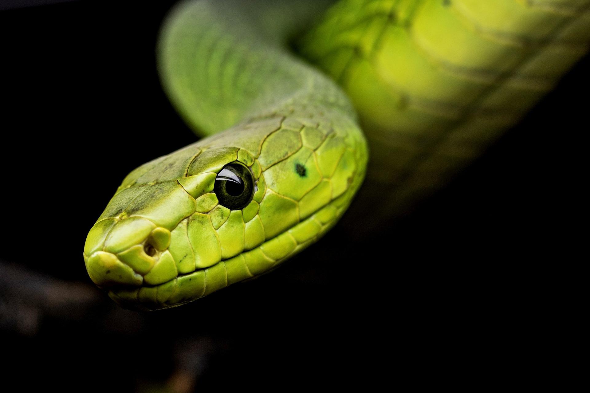 Slithering into your knowledgebase: Snake Facts! - Veterinary Medicine at Illinois