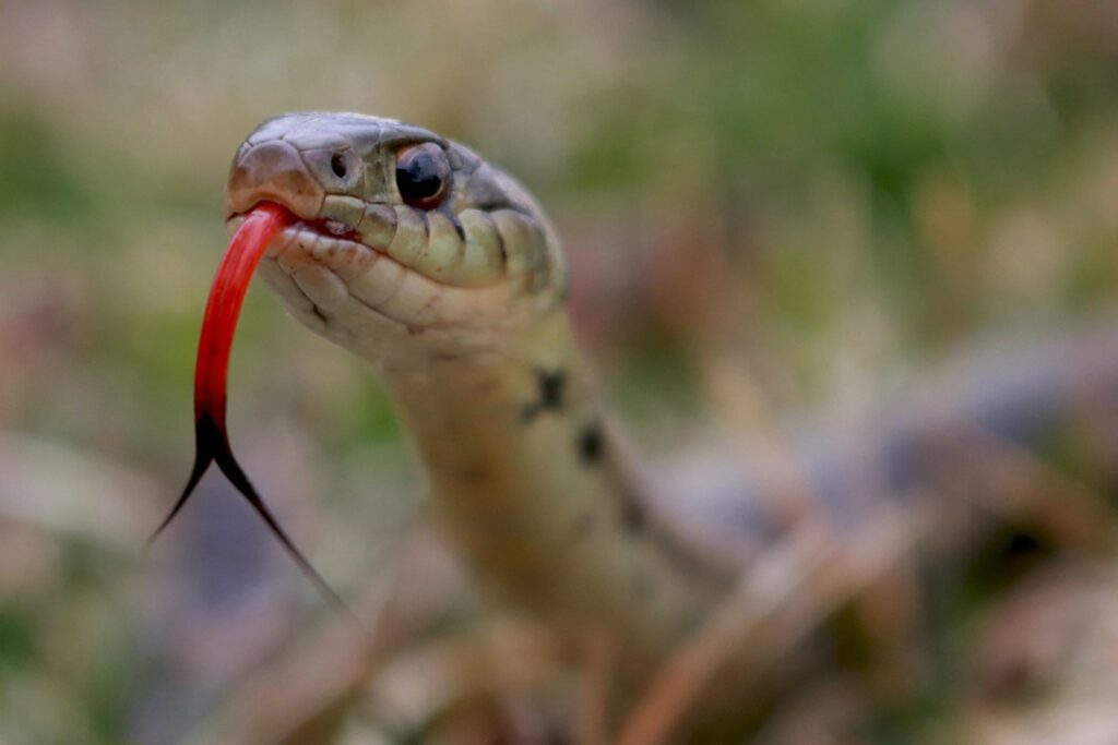 Slithering into your knowledgebase: Snake Facts! - Veterinary Medicine at  Illinois