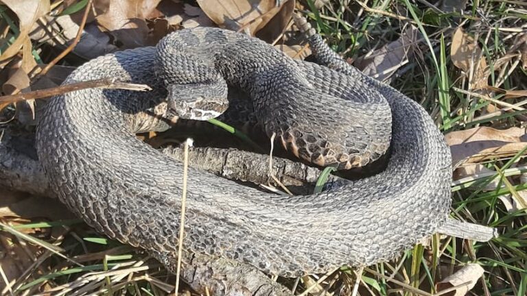 Snakes of Illinois - Veterinary Medicine at Illinois