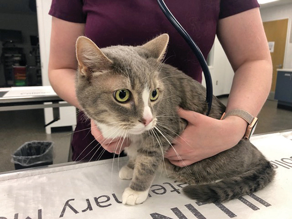 cat on exam table with stethoscope on heart
