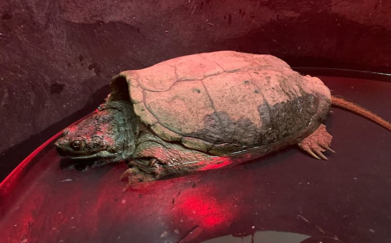 snapping turtle recovering from injury