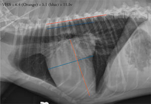 Evaluating the Heart Size on Radiographs - Veterinary Medicine at Illinois